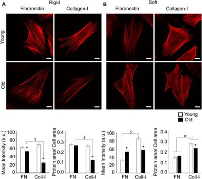 Age-Associated Dysregulation of Integrin Function in Vascular Smooth Muscle